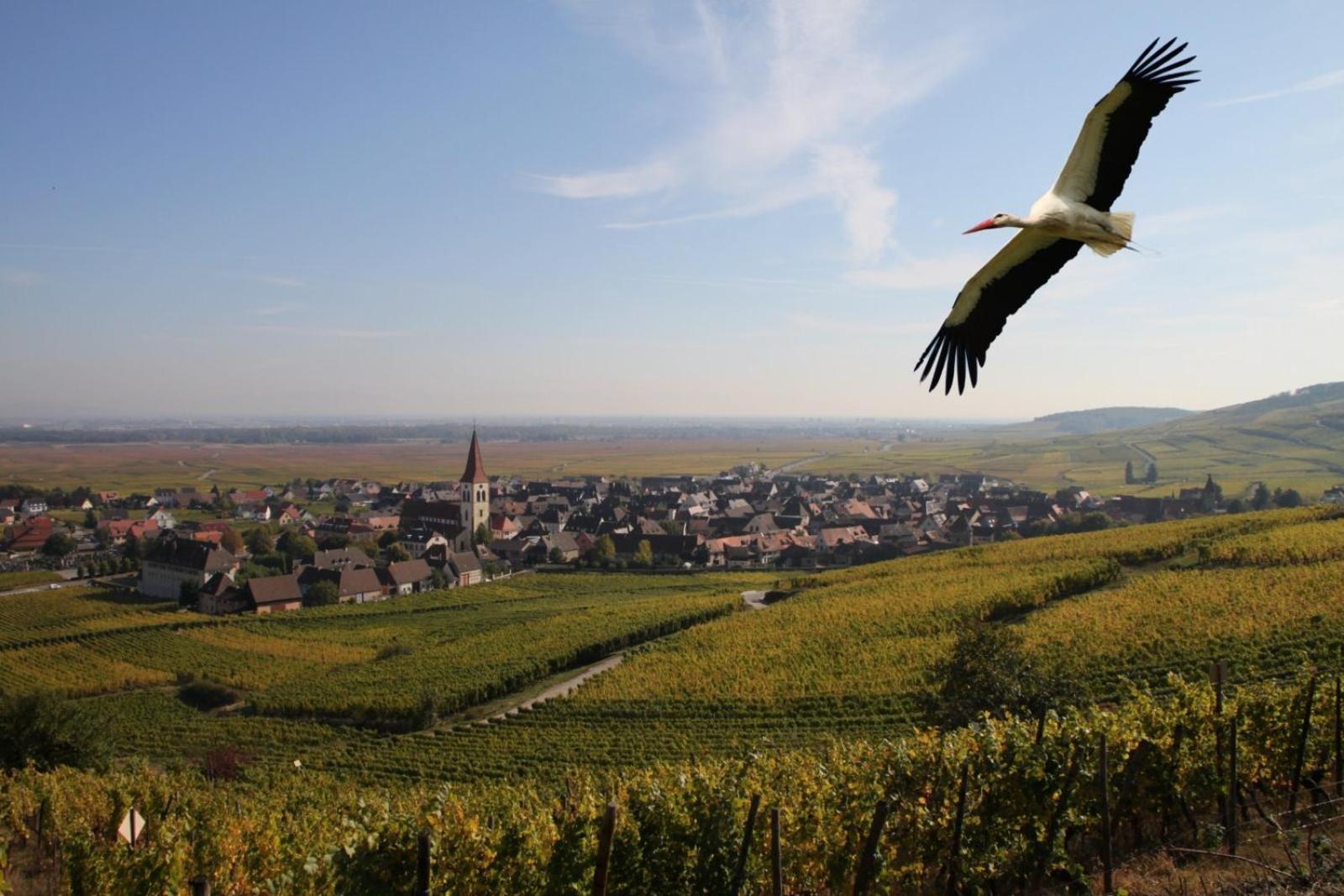 Les Chambres Du Vignoble Ammerschwihr Esterno foto